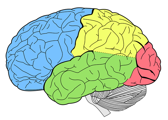 illustration of a brain using colours it identify the different regions