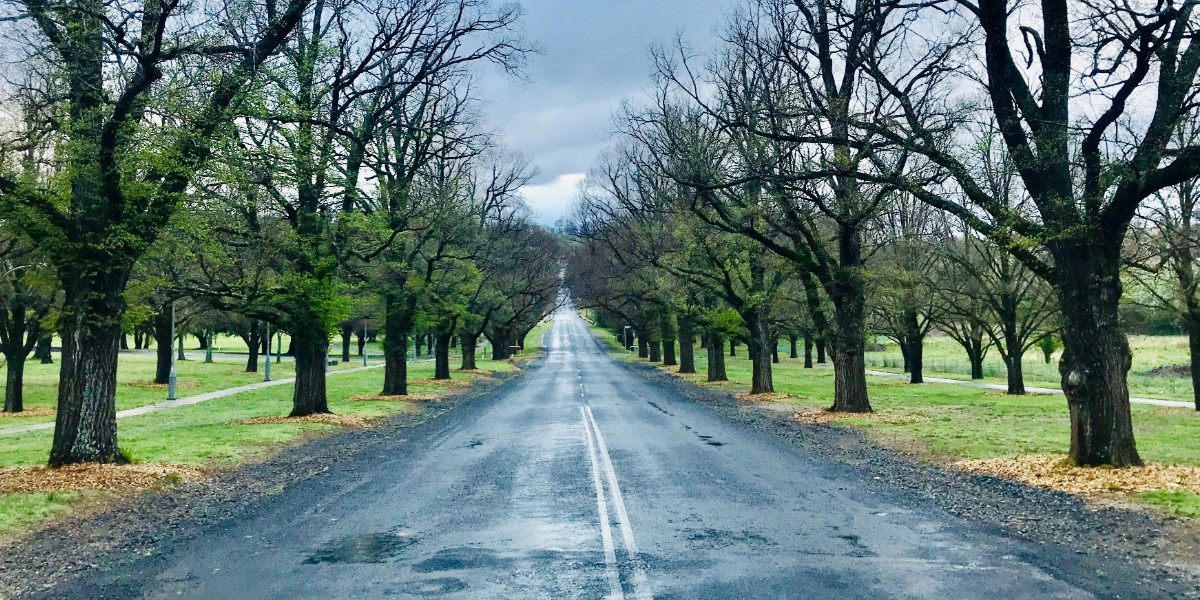 Empty road between rows of trees