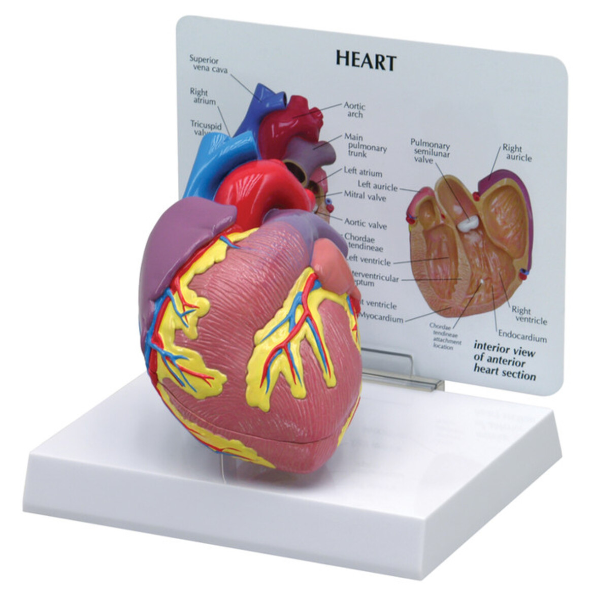 heart model with information behind 