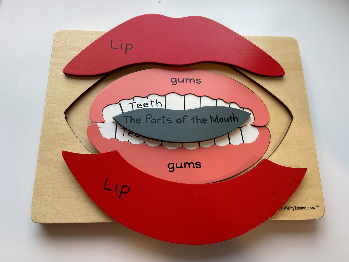 wooden game showing the mouth layer by layer