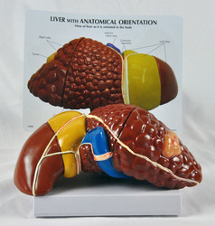 liver model with information guide behind 