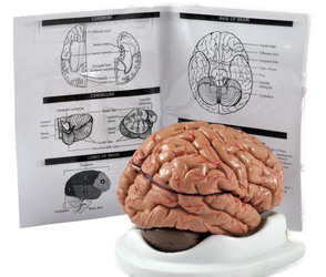 Brain model with different colours illustrating arteries and cranial nerves with information guide behind 